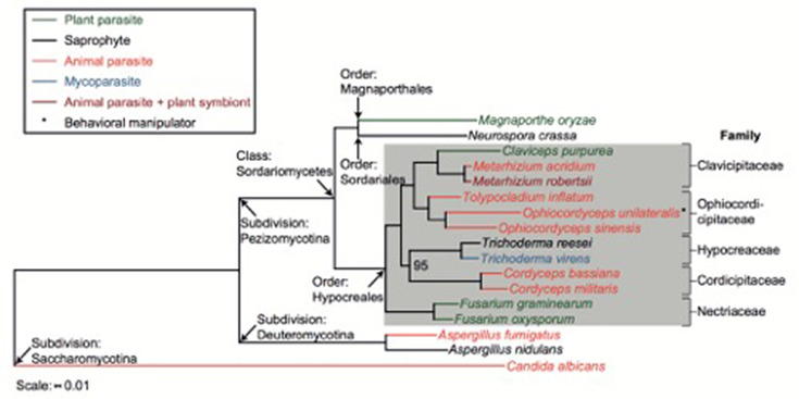 Phylogeny of Hypocreales